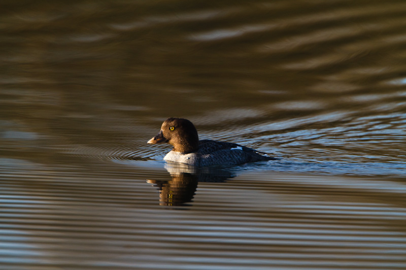 Common Goldeneye